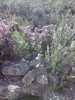 Pictures of the common mountain plants in Millares Valencia Spain