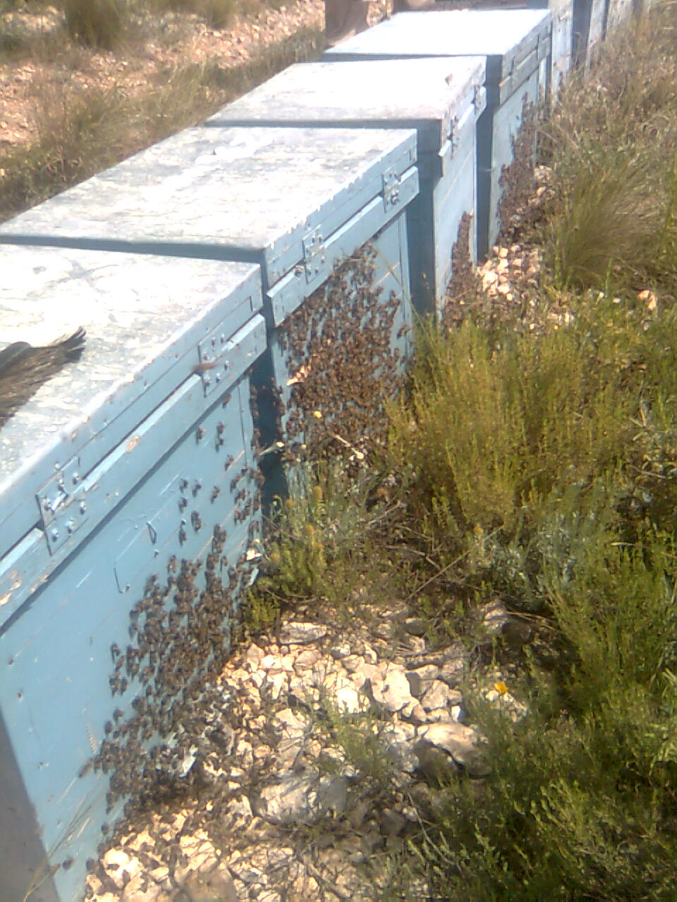 fotos  en floracion Azahar colmenas alimentadas con Beecomplet