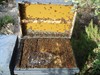 beehive nº. 1