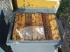 beehive nº 3