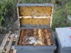 beehive nº  6 