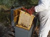 Primera prueba de control de varroa despues de la alimentacion con plantas con poder acaricida